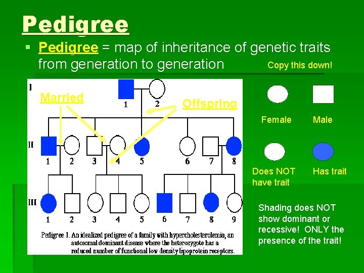 Pedigree § Pedigree = map of inheritance of genetic traits Copy this down! from