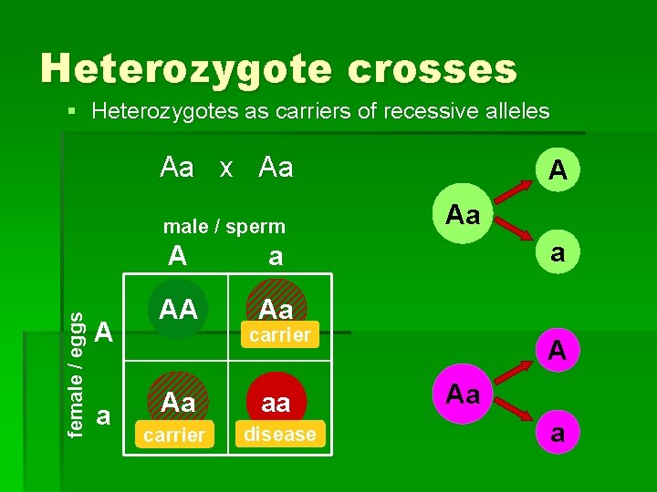 Heterozygote crosses § Heterozygotes as carriers of recessive alleles Aa x Aa female /