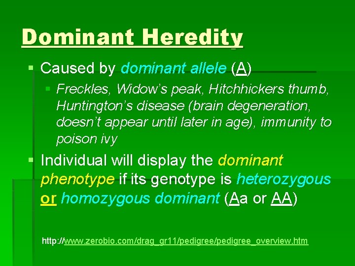 Dominant Heredity § Caused by dominant allele (A) § Freckles, Widow’s peak, Hitchhickers thumb,