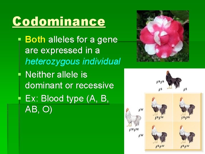 Codominance § Both alleles for a gene are expressed in a heterozygous individual §