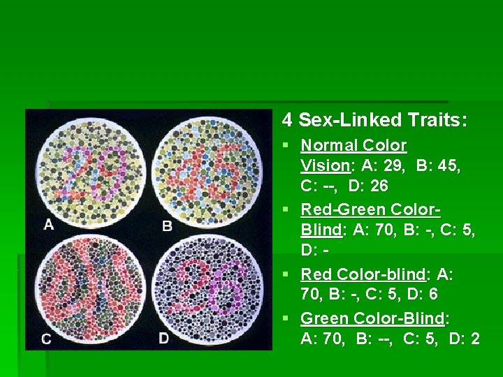 4 Sex-Linked Traits: § Normal Color Vision: A: 29, B: 45, C: --, D: