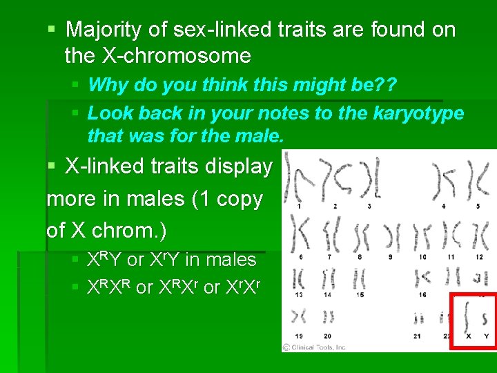 § Majority of sex-linked traits are found on the X-chromosome § Why do you