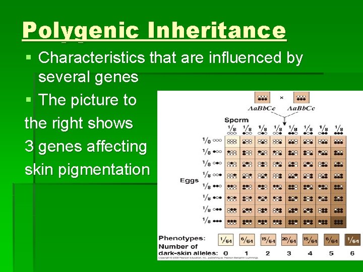 Polygenic Inheritance § Characteristics that are influenced by several genes § The picture to