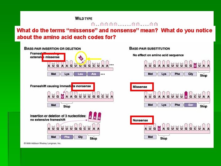 What do the terms “missense” and nonsense” mean? What do you notice about the