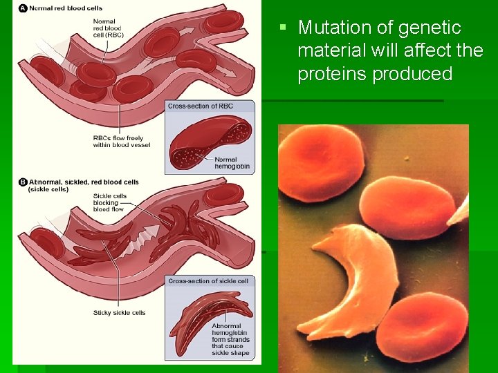 § Mutation of genetic material will affect the proteins produced 