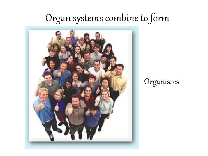 Organ systems combine to form • Organisms 