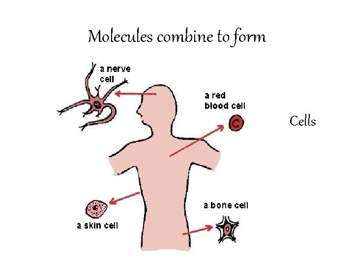 Molecules combine to form Cells 