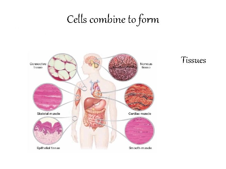Cells combine to form Tissues 