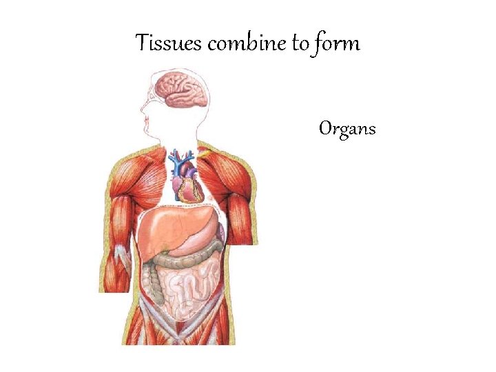 Tissues combine to form Organs 