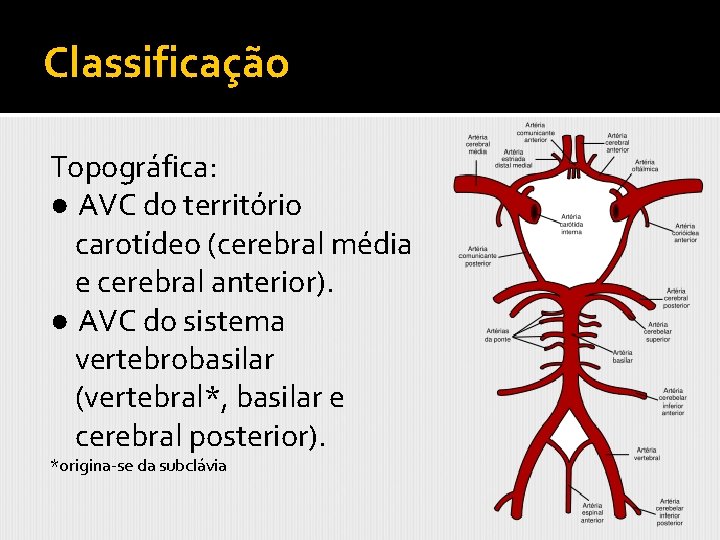 Classificação Topográfica: ● AVC do território carotídeo (cerebral média e cerebral anterior). ● AVC