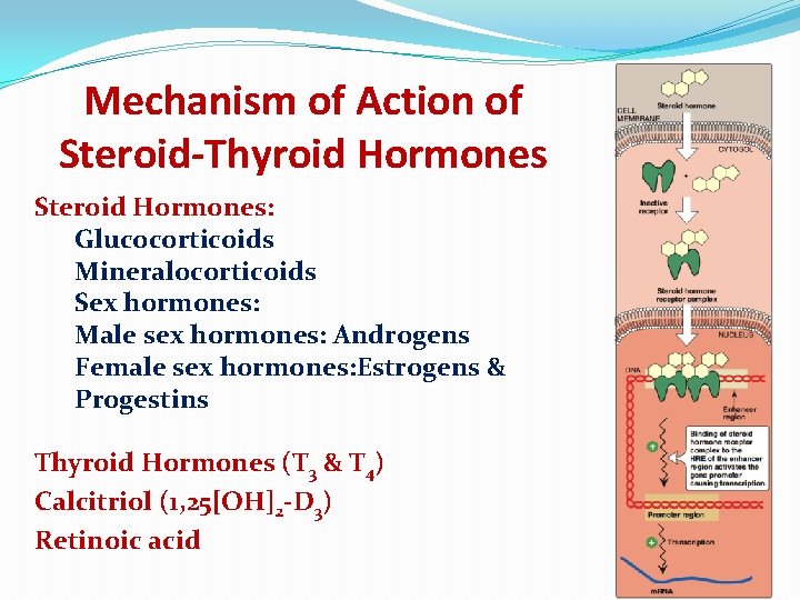 Mechanism of Action of Steroid-Thyroid Hormones Steroid Hormones: Glucocorticoids Mineralocorticoids Sex hormones: Male sex