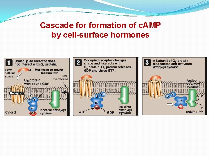 Cascade formation of c. AMP by cell-surface hormones 