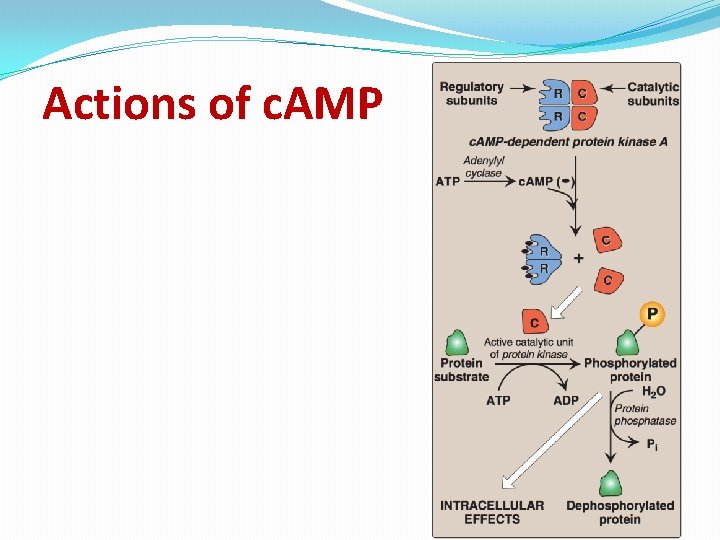 Actions of c. AMP 