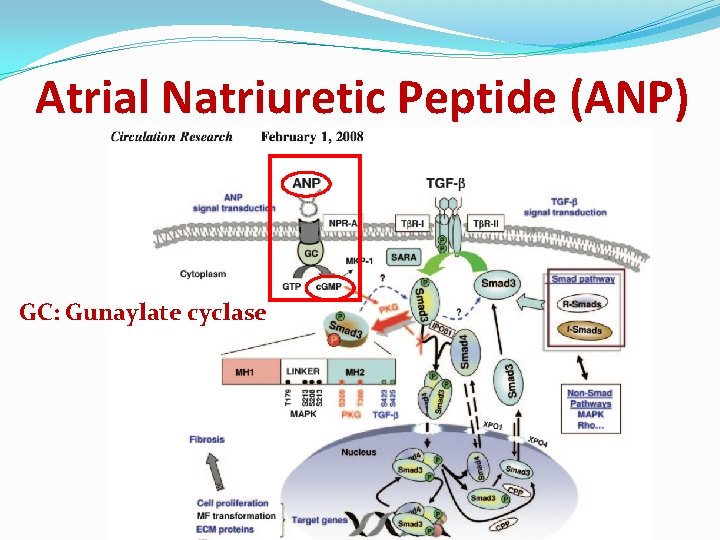 Atrial Natriuretic Peptide (ANP) GC: Gunaylate cyclase 