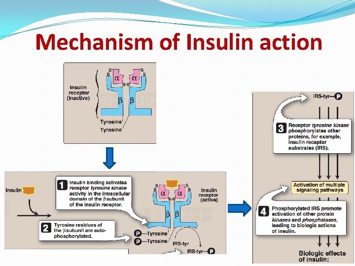 Mechanism of Insulin action 