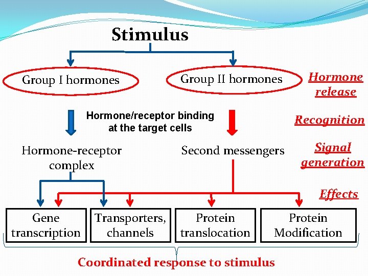 Stimulus Group I hormones Group II hormones Hormone/receptor binding at the target cells Hormone-receptor