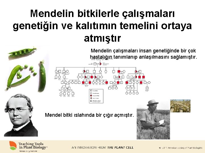 Mendelin bitkilerle çalışmaları genetiğin ve kalıtımın temelini ortaya atmıştır Mendelin çalışmaları insan genetiğinde bir