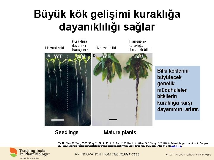 Büyük kök gelişimi kuraklığa dayanıklılığı sağlar Normal bitki Kuraklığa dayanıklı transgenik Normal bitki Transgenik