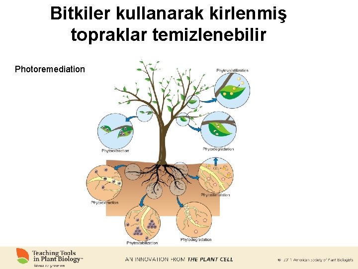 Bitkiler kullanarak kirlenmiş topraklar temizlenebilir Photoremediation 