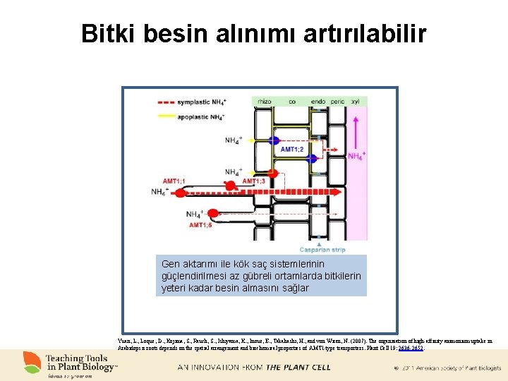 Bitki besin alınımı artırılabilir Gen aktarımı ile kök saç sistemlerinin güçlendirilmesi az gübreli ortamlarda