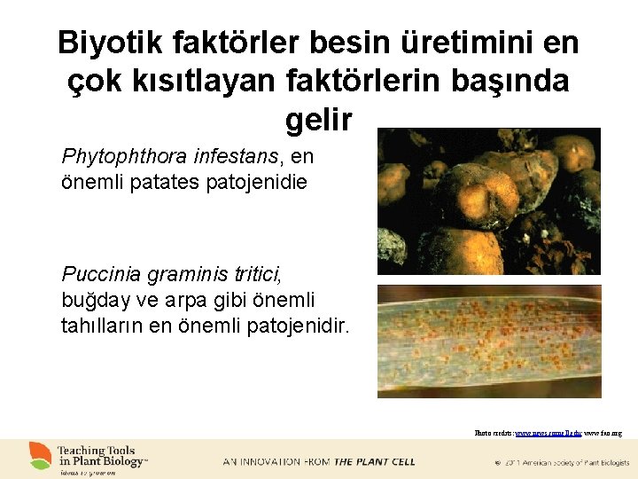 Biyotik faktörler besin üretimini en çok kısıtlayan faktörlerin başında gelir Phytophthora infestans, en önemli