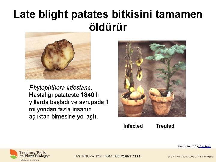 Late blight patates bitkisini tamamen öldürür Phytophthora infestans. Hastalığı patateste 1840 lı yıllarda başladı