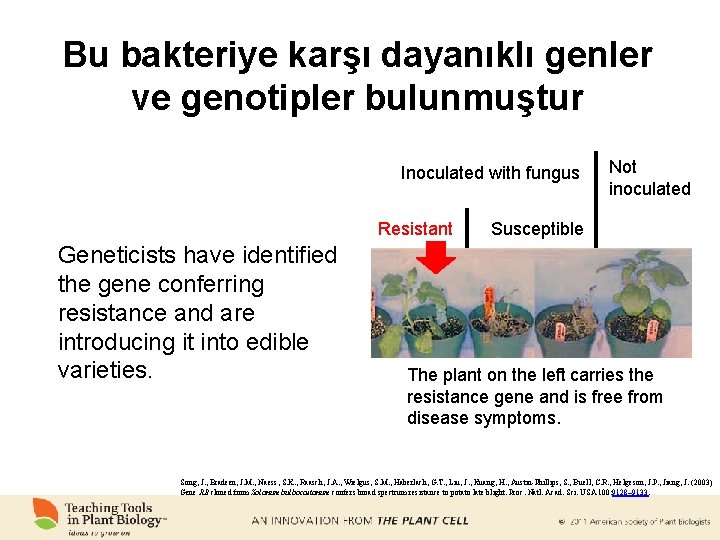 Bu bakteriye karşı dayanıklı genler ve genotipler bulunmuştur Inoculated with fungus Resistant Geneticists have