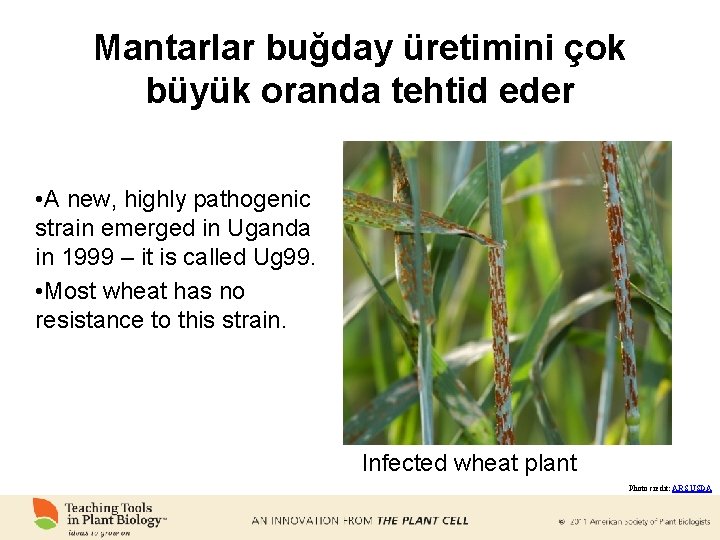 Mantarlar buğday üretimini çok büyük oranda tehtid eder • A new, highly pathogenic strain