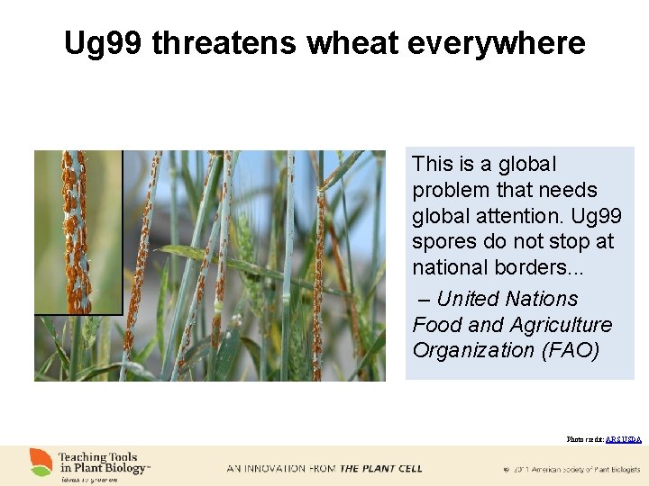 Ug 99 threatens wheat everywhere This is a global problem that needs global attention.