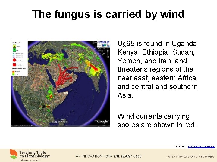 The fungus is carried by wind Ug 99 is found in Uganda, Kenya, Ethiopia,