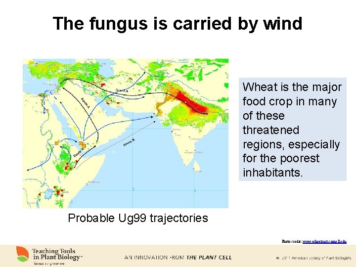 The fungus is carried by wind Wheat is the major food crop in many