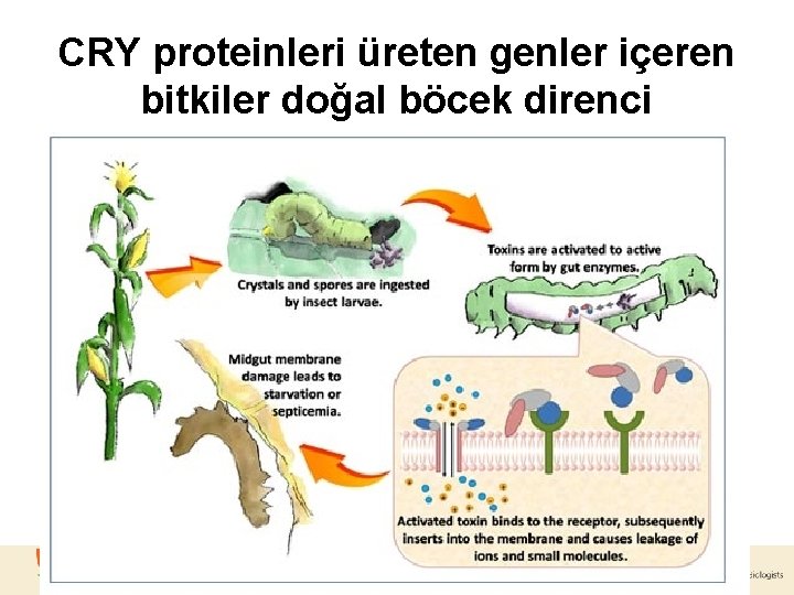 CRY proteinleri üreten genler içeren bitkiler doğal böcek direnci kazanırlar 