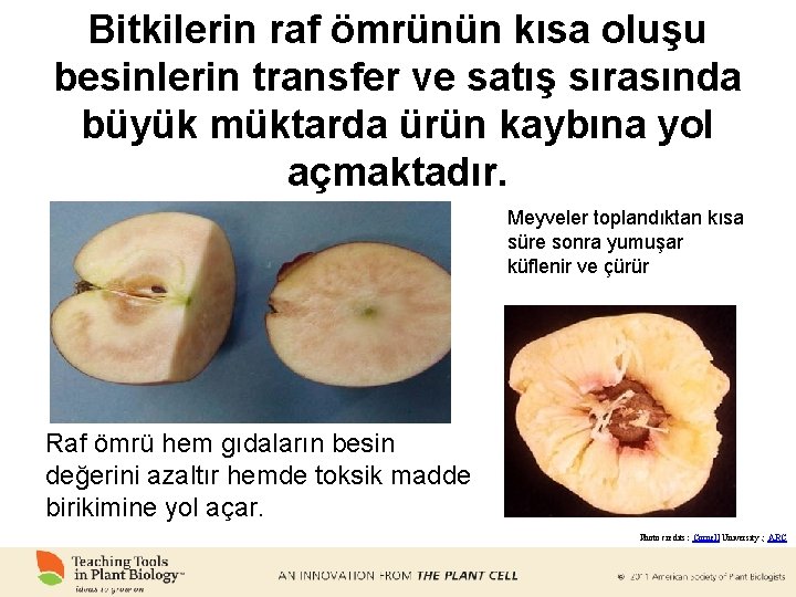 Bitkilerin raf ömrünün kısa oluşu besinlerin transfer ve satış sırasında büyük müktarda ürün kaybına