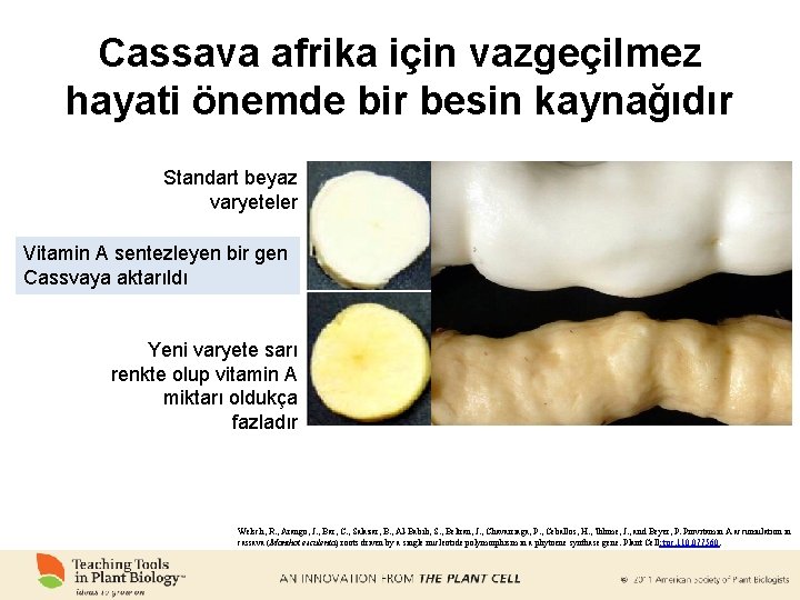 Cassava afrika için vazgeçilmez hayati önemde bir besin kaynağıdır Standart beyaz varyeteler Vitamin A