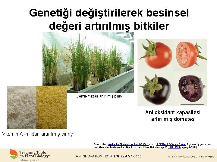 Genetiği değiştirilerek besinsel değeri artırılmış bitkiler Demir-miktarı artırılmış pirinç Antioksidant kapasitesi artırılmış domates Vitamin