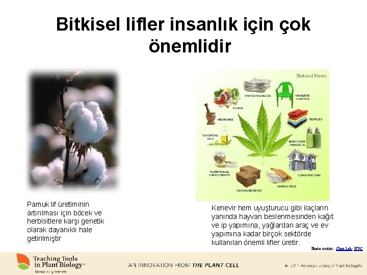 Bitkisel lifler insanlık için çok önemlidir Pamuk lif üretiminin artırılması için böcek ve herbisitlere