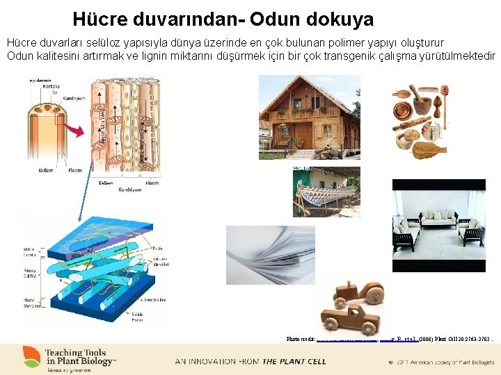 Hücre duvarından- Odun dokuya Hücre duvarları selüloz yapısıyla dünya üzerinde en çok bulunan polimer