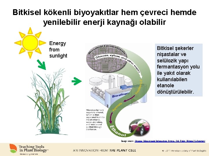 Bitkisel kökenli biyoyakıtlar hem çevreci hemde yenilebilir enerji kaynağı olabilir Energy from sunlight Bitkisel