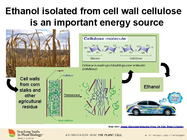 Ethanol isolated from cell wall cellulose is an important energy source Cell walls from