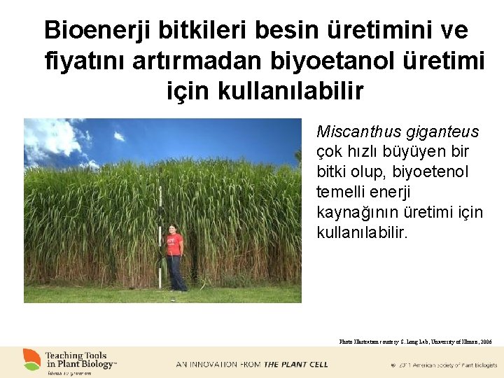 Bioenerji bitkileri besin üretimini ve fiyatını artırmadan biyoetanol üretimi için kullanılabilir Miscanthus giganteus çok