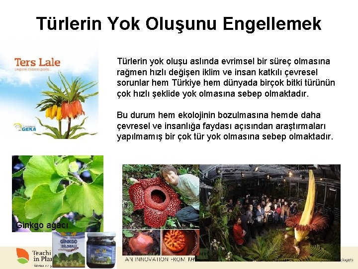 Türlerin Yok Oluşunu Engellemek Türlerin yok oluşu aslında evrimsel bir süreç olmasına rağmen hızlı