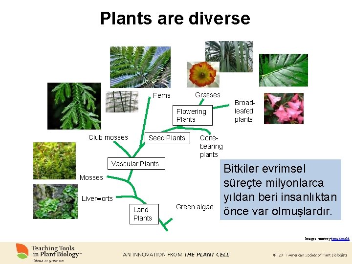 Plants are diverse Grasses Ferns Flowering Plants Club mosses Seed Plants Conebearing plants Vascular