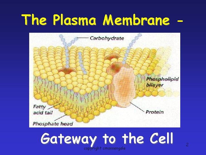 The Plasma Membrane - Gateway to the Cell copyright cmassengale 2 