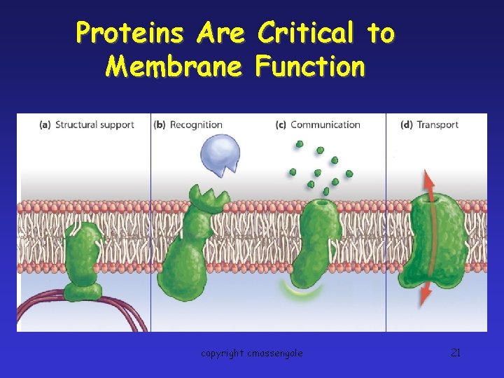 Proteins Are Critical to Membrane Function copyright cmassengale 21 