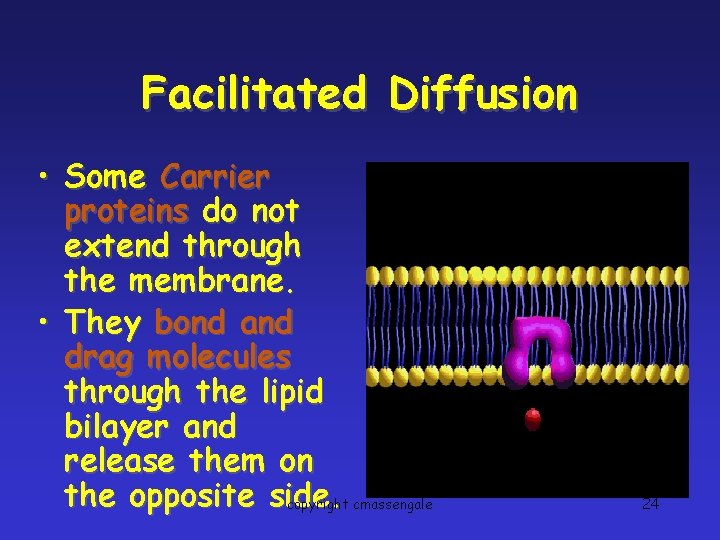 Facilitated Diffusion • Some Carrier proteins do not extend through the membrane. • They