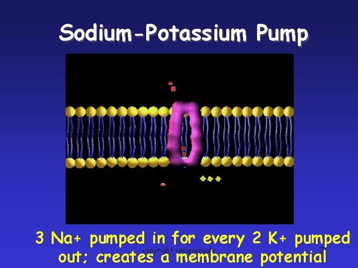 Sodium-Potassium Pump 3 Na+ pumped in for every 2 K+ pumped copyright cmassengale 27