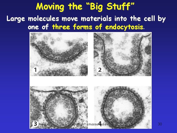 Moving the “Big Stuff” Large molecules move materials into the cell by one of