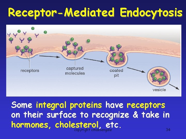 Receptor-Mediated Endocytosis Some integral proteins have receptors on their surface to recognize & take