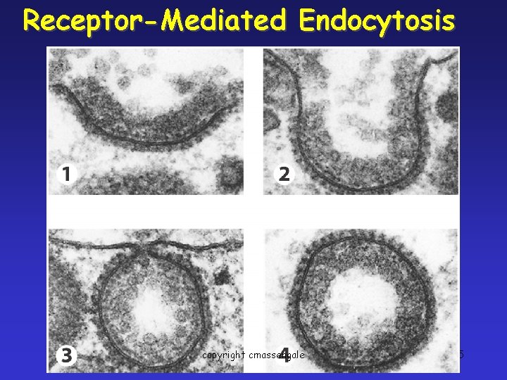 Receptor-Mediated Endocytosis copyright cmassengale 35 