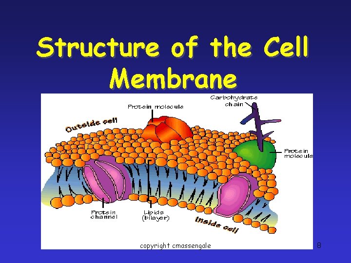 Structure of the Cell Membrane copyright cmassengale 8 